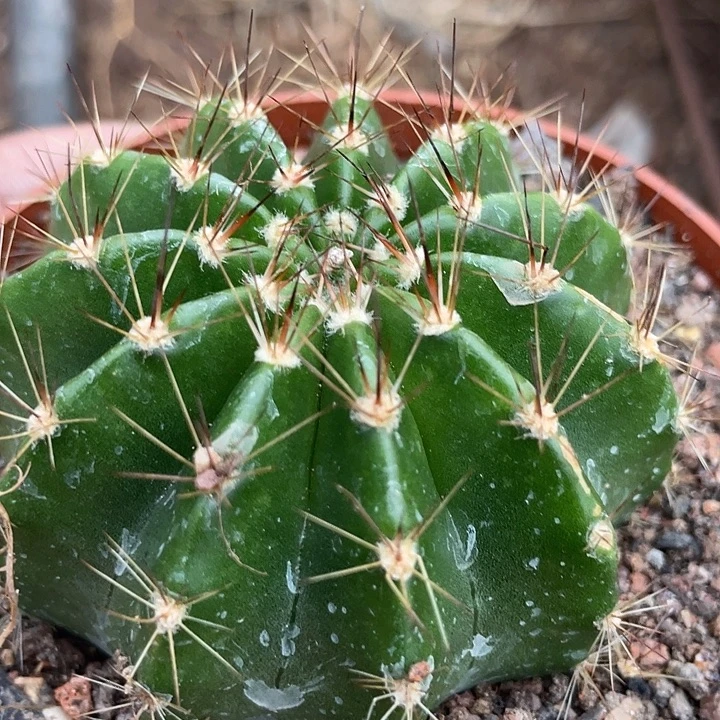 276号实生彩草带盆