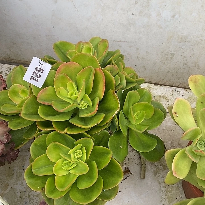 花***）521红梅多肉植物多肉