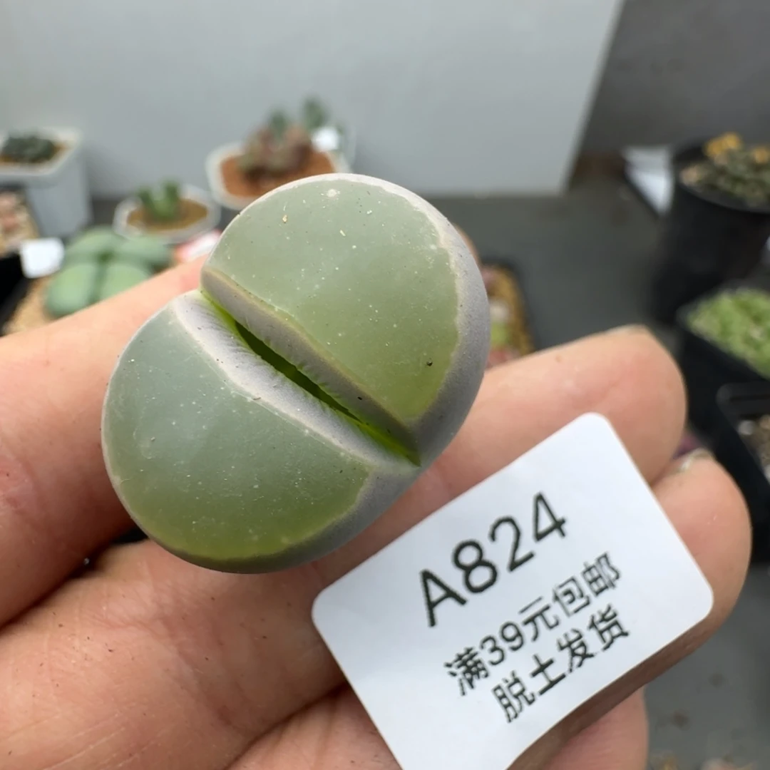 824多肉哈哈哈哈哈哈