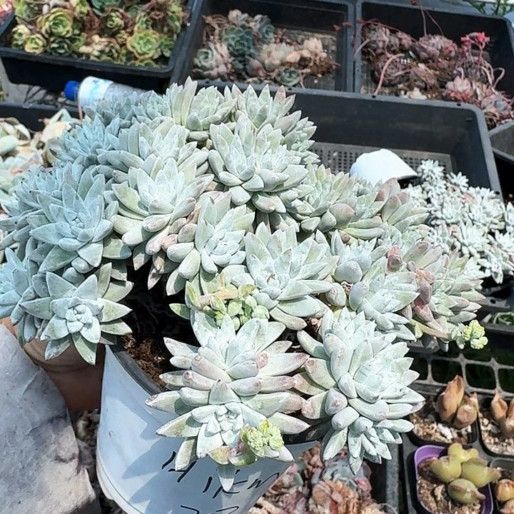 H****0多肉植物满20包邮