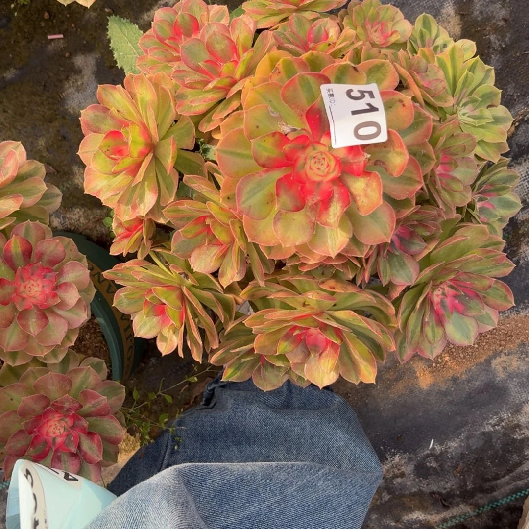 510大蔷薇多肉植物多肉植物
