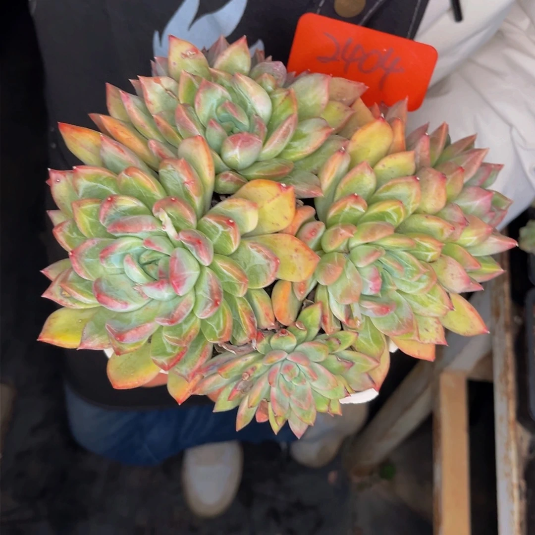 2404号晚上多肉植物群生多肉