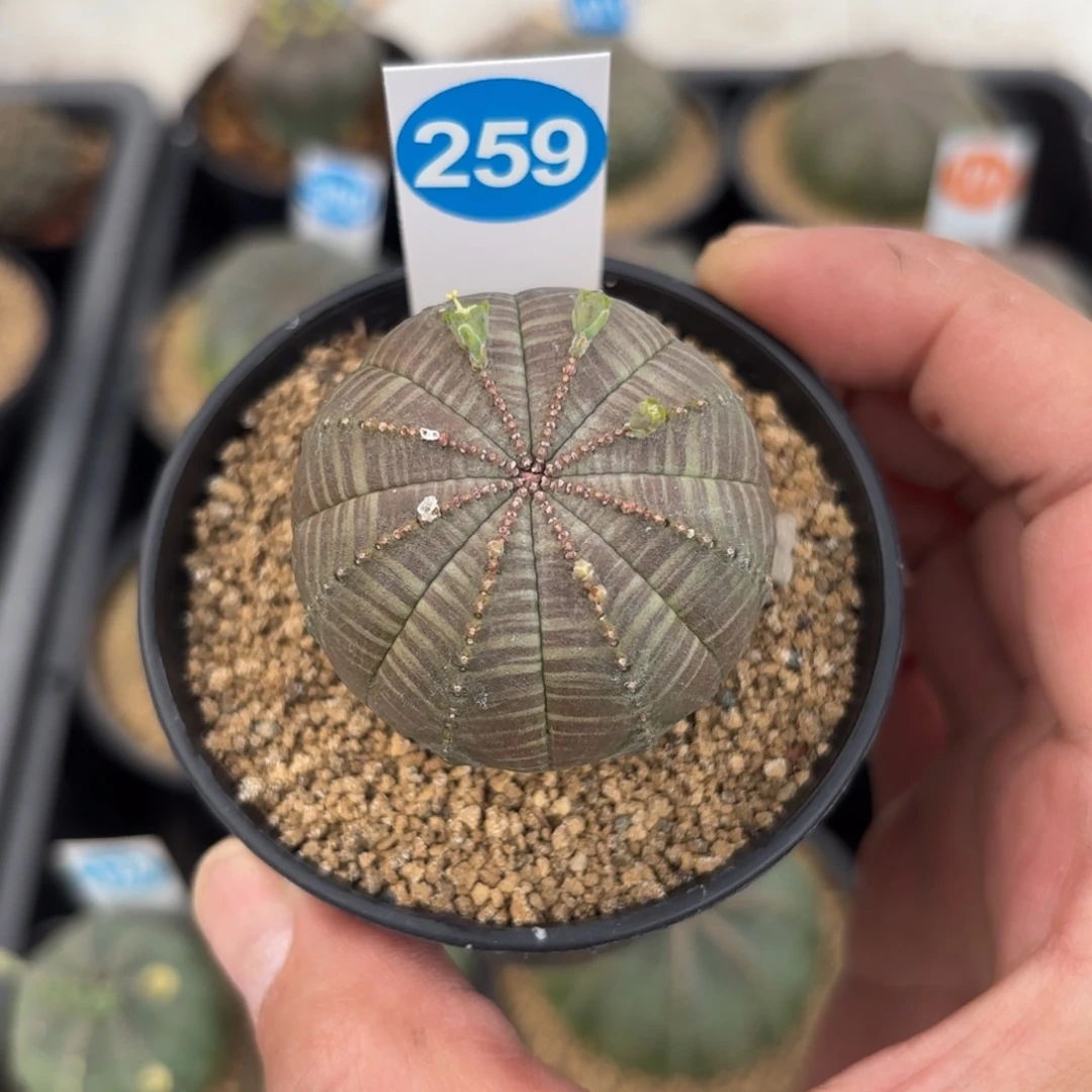 259实生欧版布纹球带盆带土