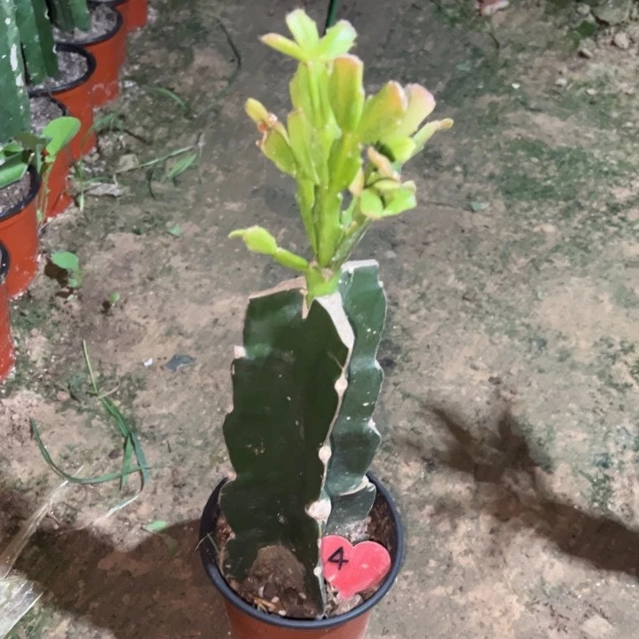妞***妞当前无花栽培后可以开花028  4