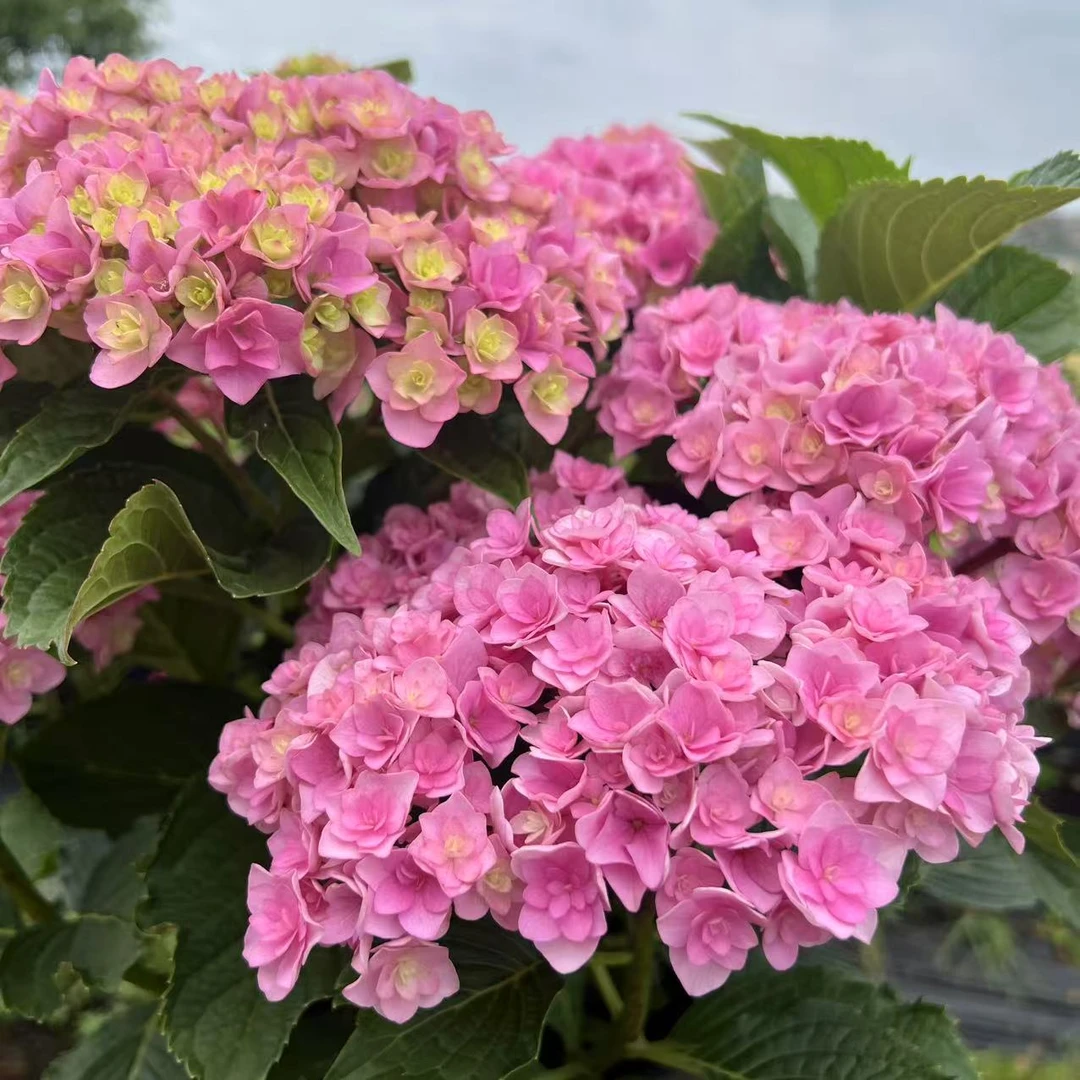 【你我一起】2加仑 粉色绣球多年露天老桩苗带花苞原盆原土基地直发