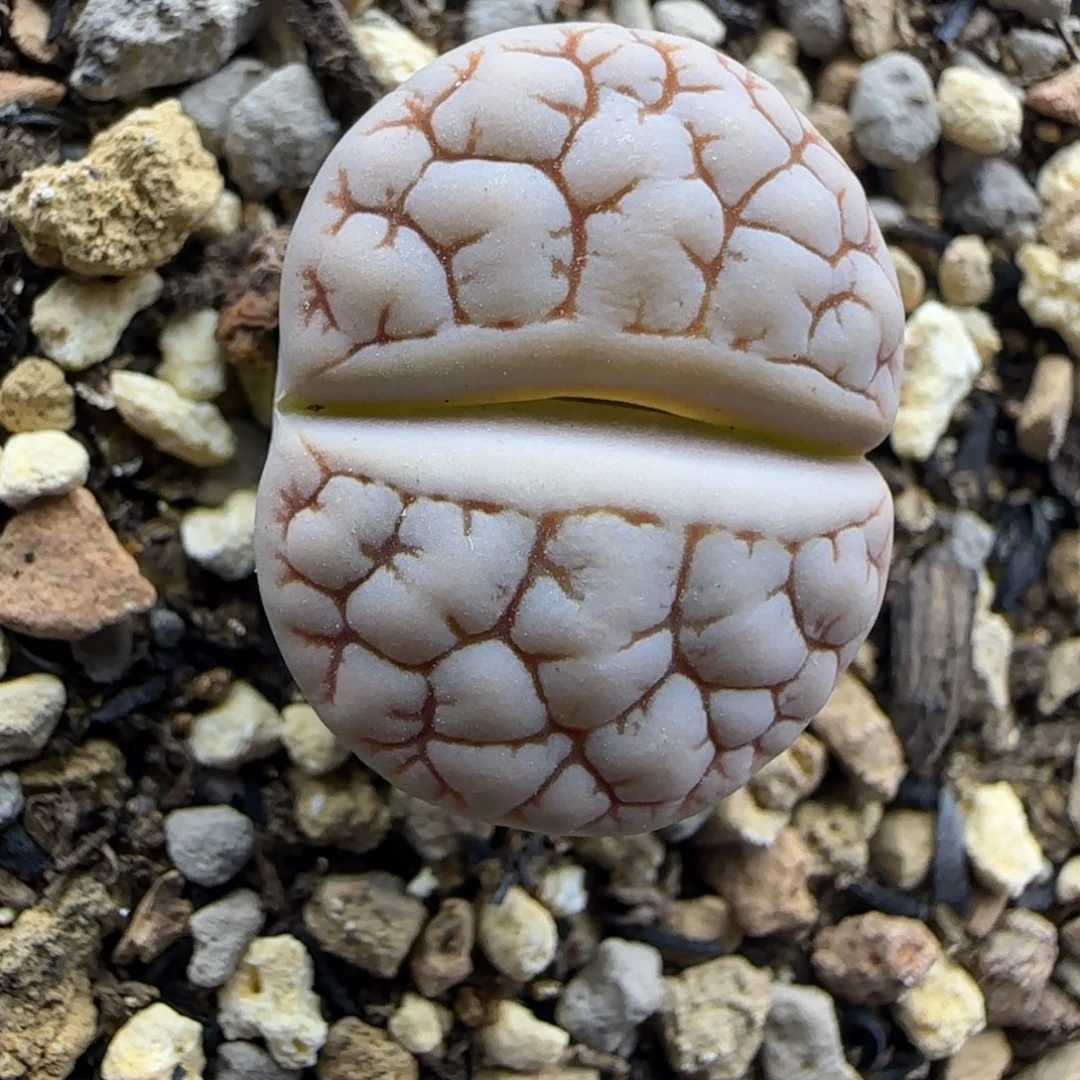 荒189生石花大棚直播