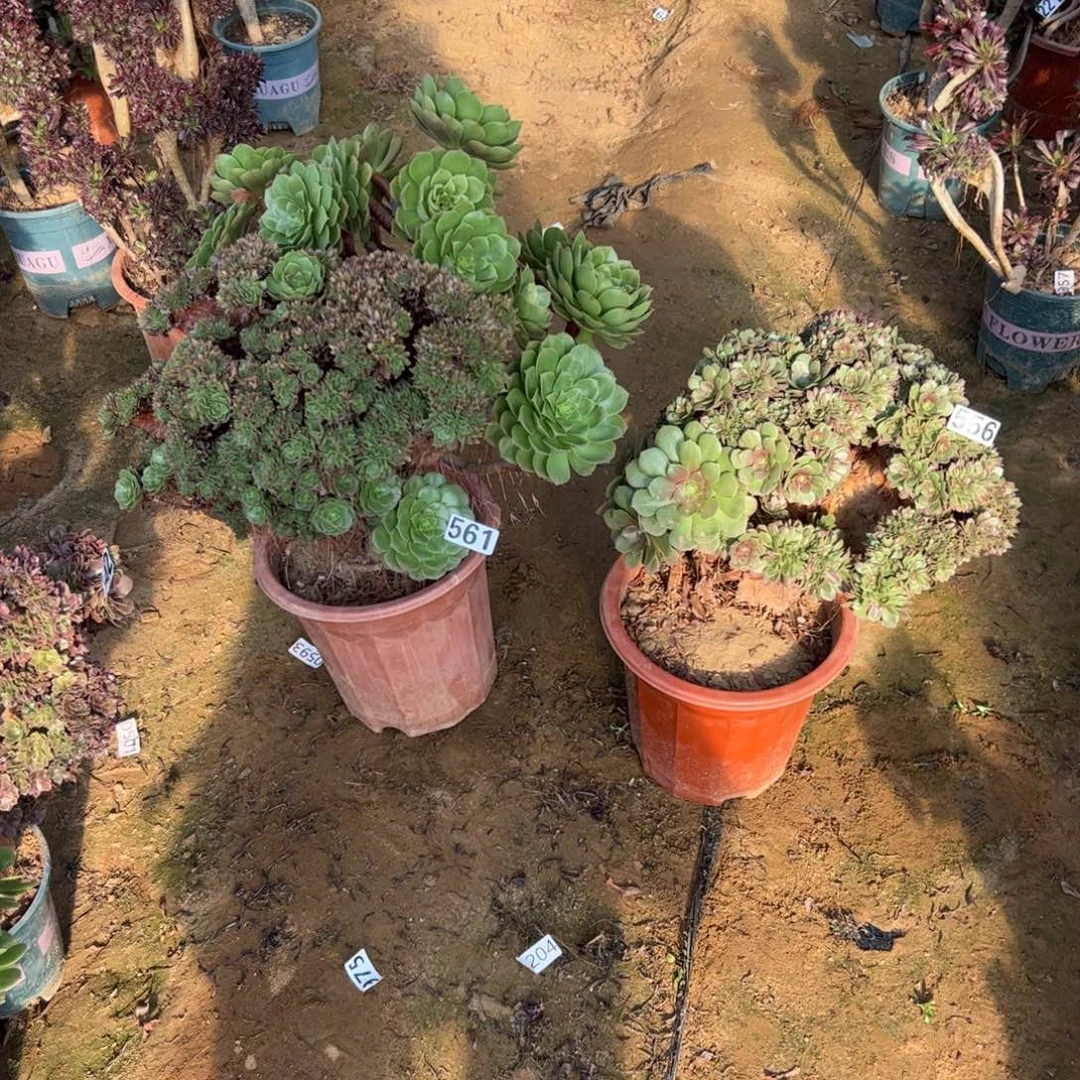 还***字有伤两颗万朵561.556