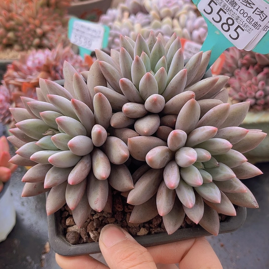 5585红蜻蜓多肉植物