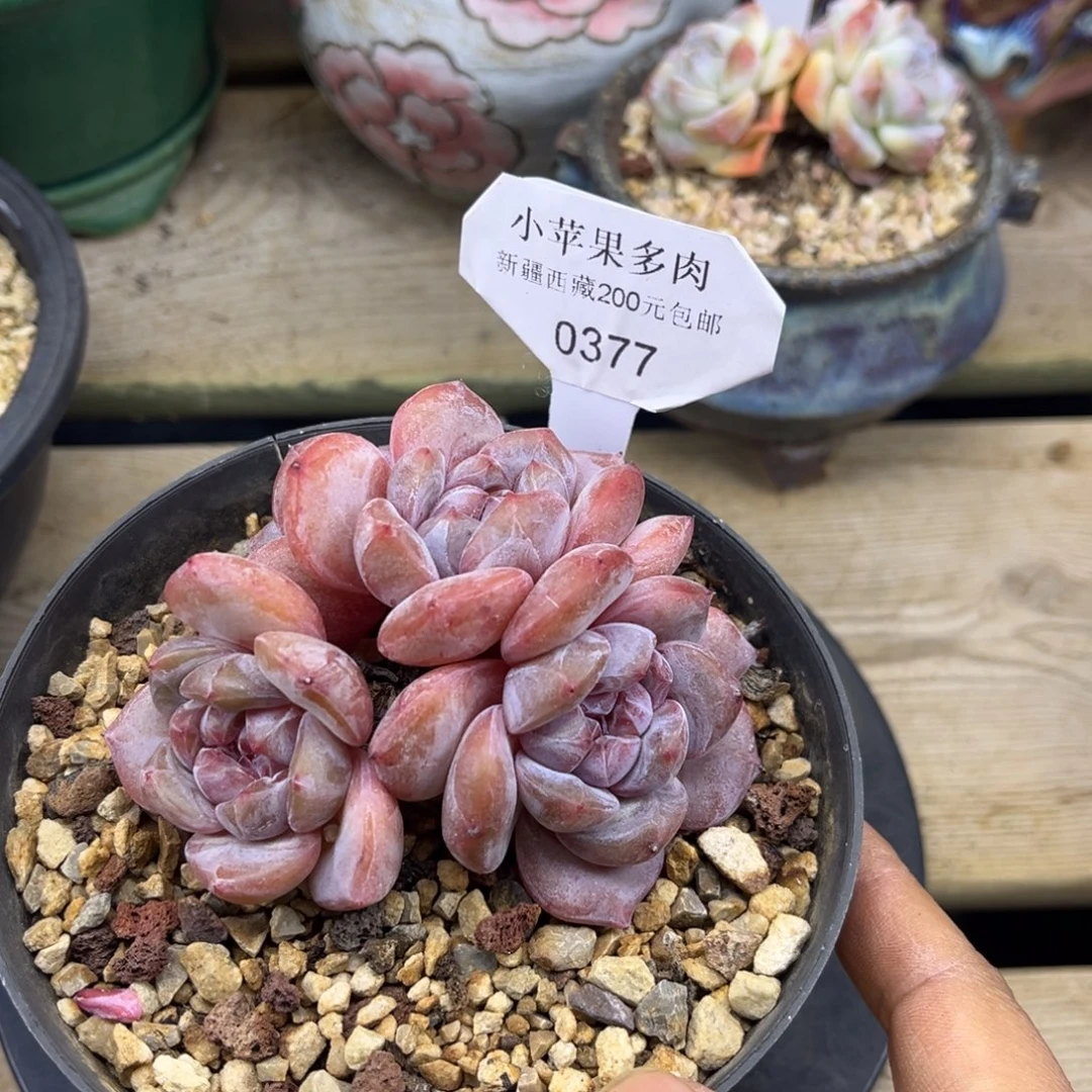 绿底紫心377/8cm4头