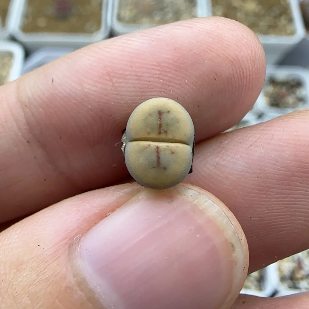 638二蜕线绚烂清框福利30包邮