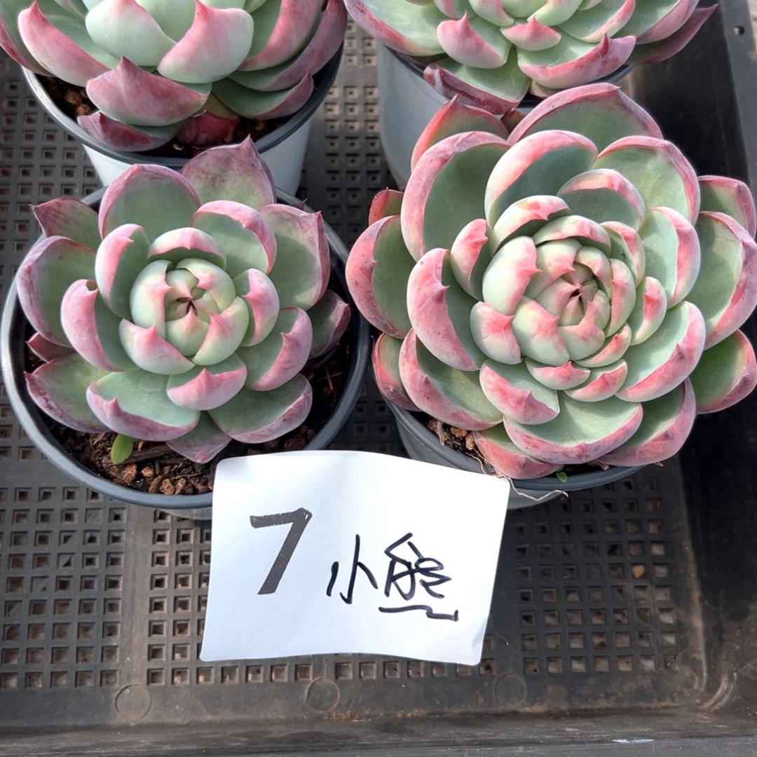 翌*熊7/）好吃好吃好吃