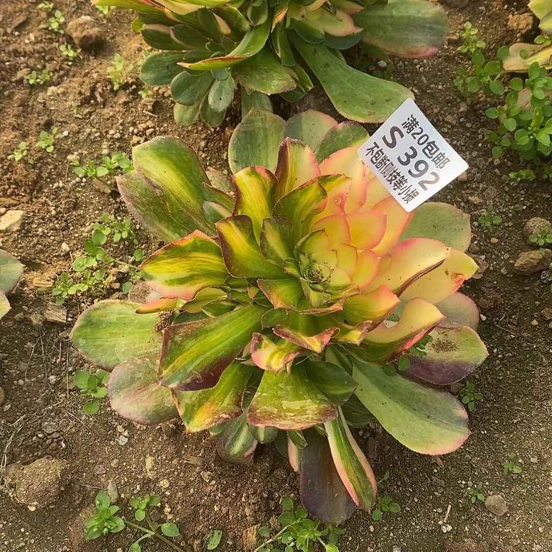 392韶羞七彩多肉法师锦