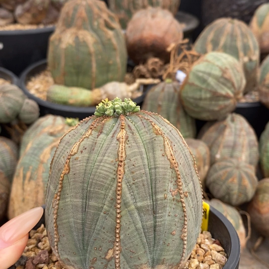 26欧系实生布纹球一物一拍