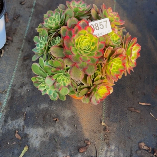 粉体海王085777777777