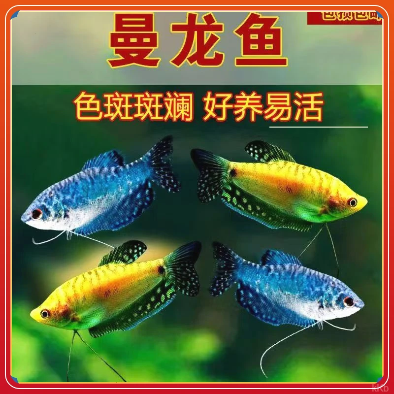 观赏鱼黄曼龙打混养的丽丽鱼冷水鱼养好鱼的缸鱼小型孔雀鱼观赏鱼