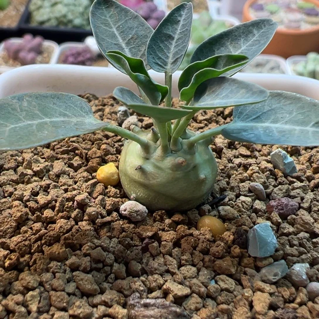 112多肉植物盆栽植物