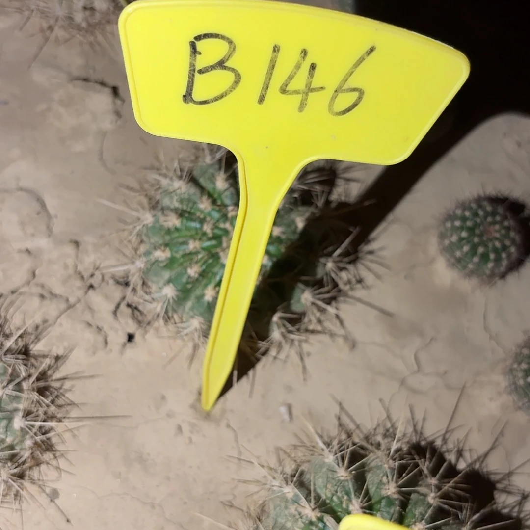 铜***！B146,荣耀加强瑕疵歪头
