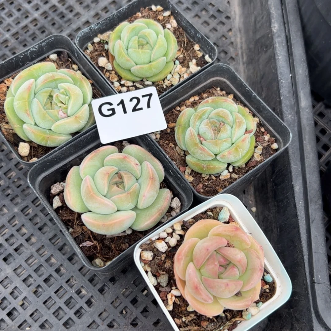 Y****中127多肉植物组合盆栽