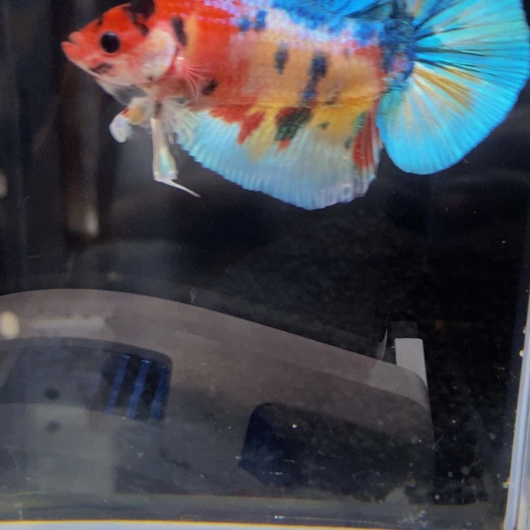 斗鱼191巨斗11111