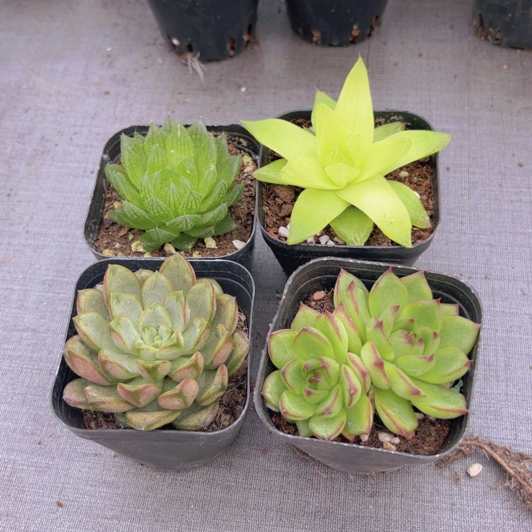 樱雨露。黄金玉露。葡萄。月亮石