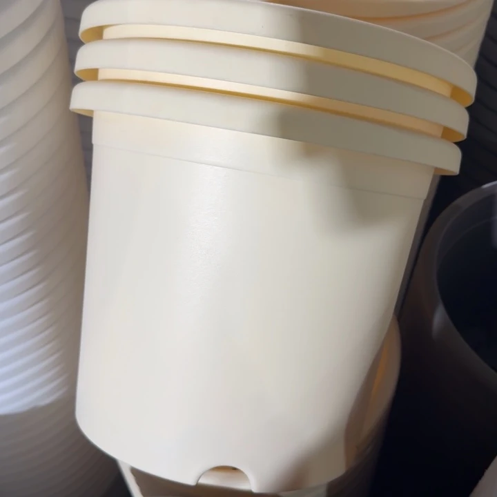 四季5#无托米黄6个