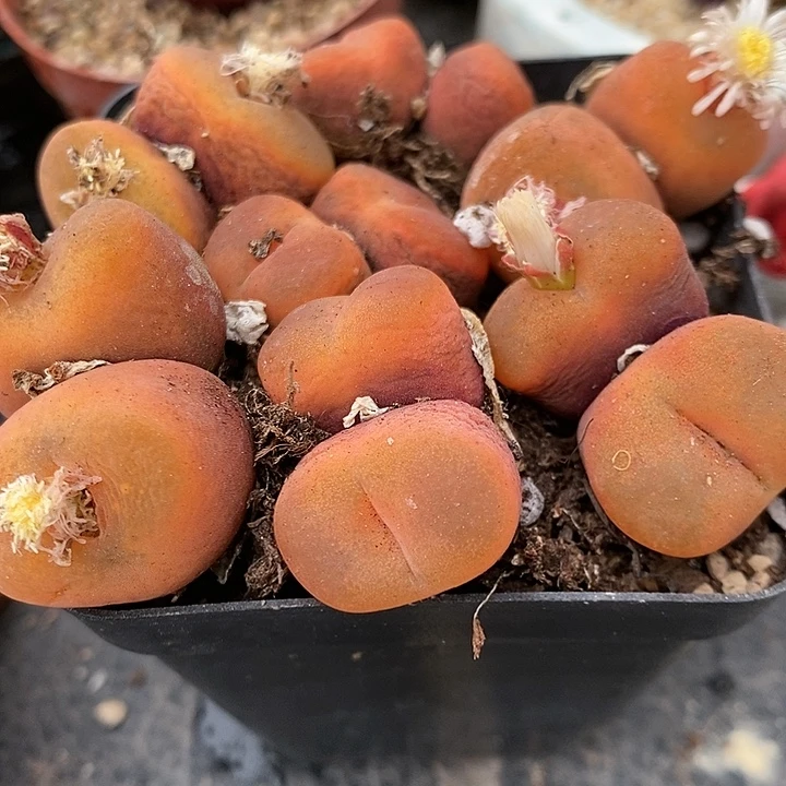 双头水蜜桃有瑕疵一颗