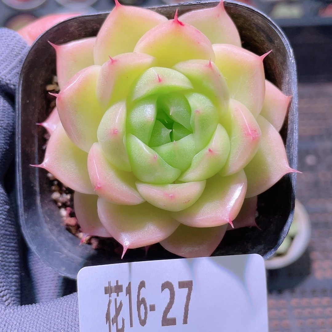 花利美16-27麦秆