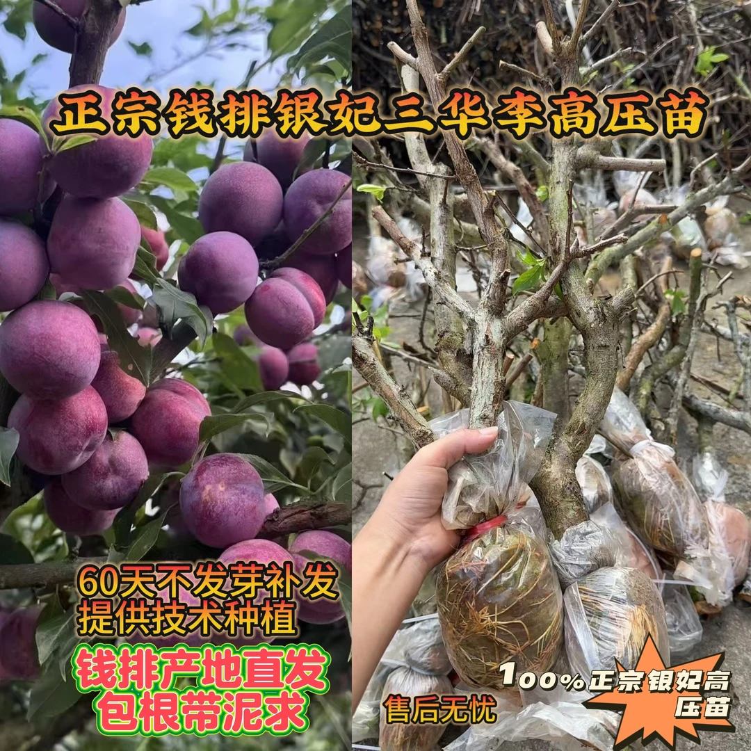 正宗钱排镇银妃三华李高压苗圈枝苗红心李苗带泥球