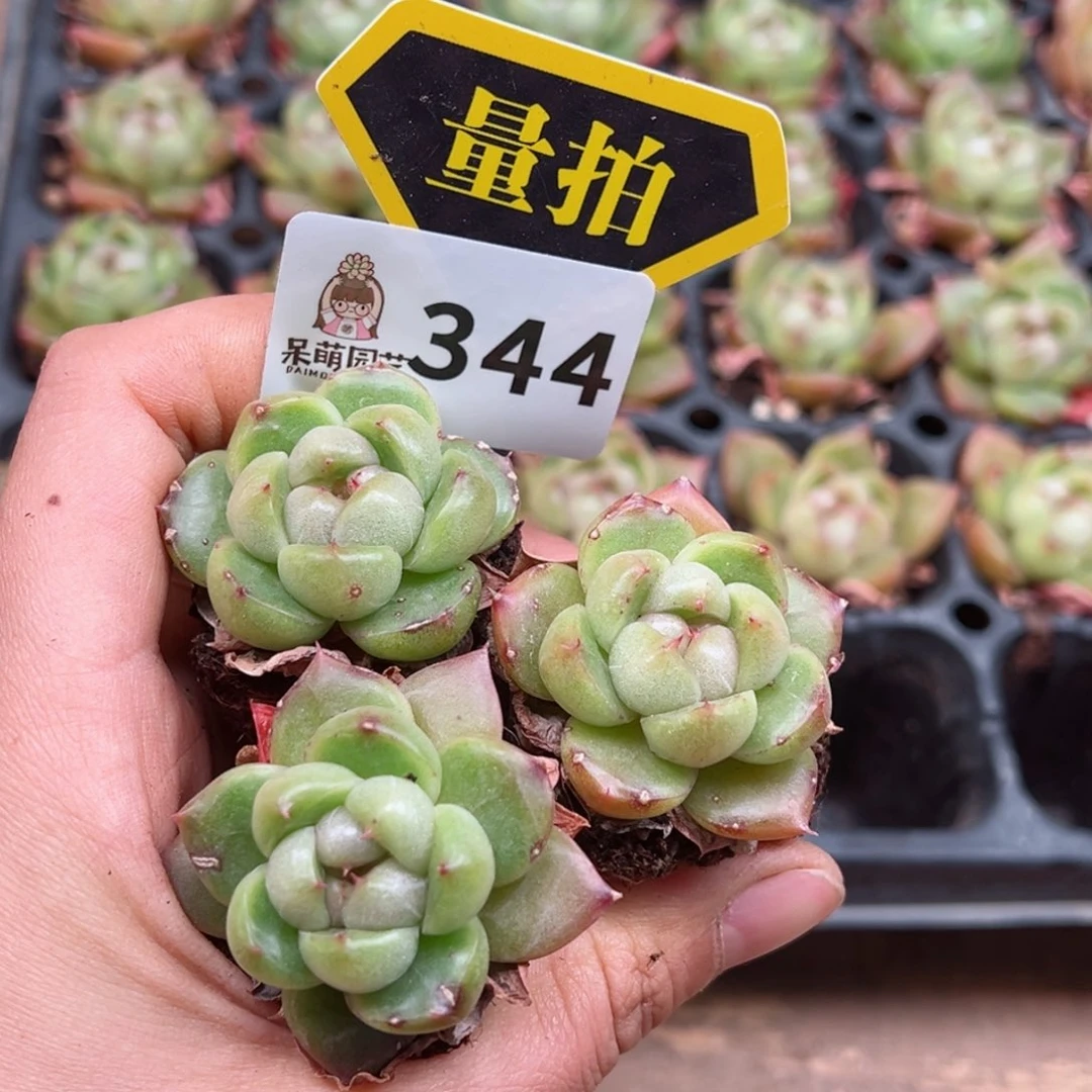 多肉植物多肉植物