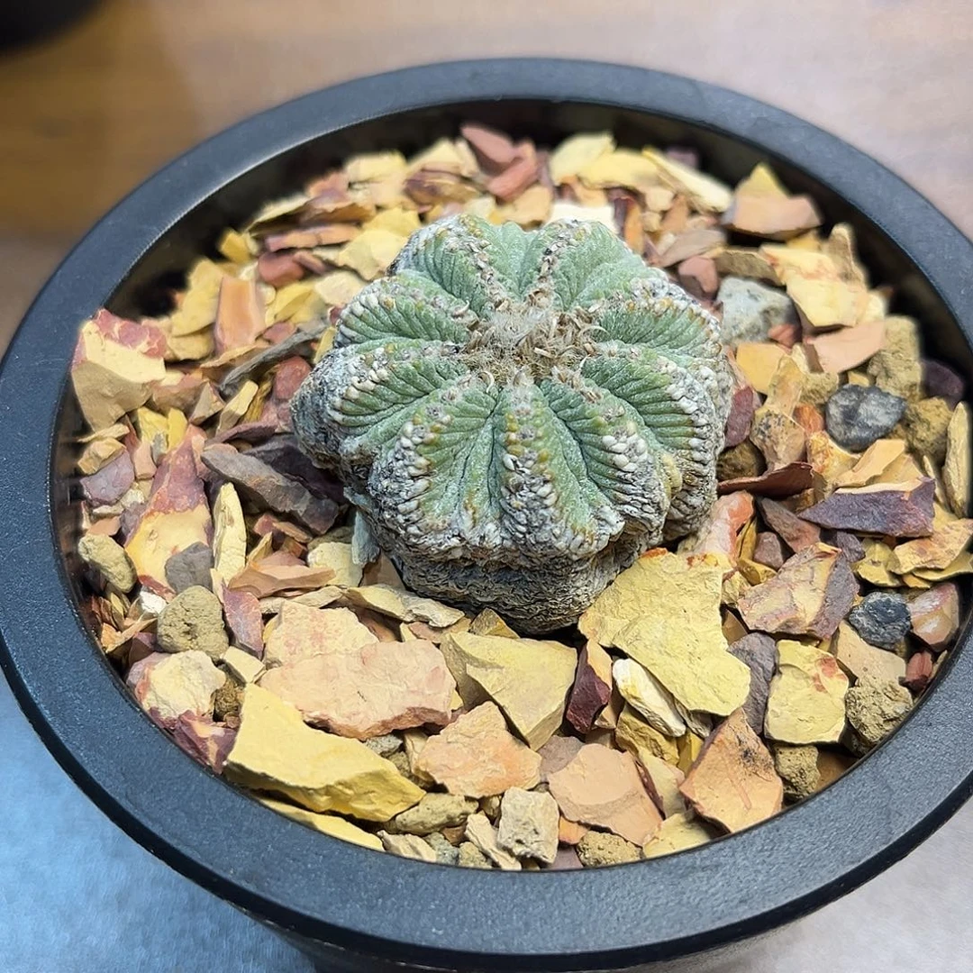 老花Zzzzzzzzzzzzzzzzz