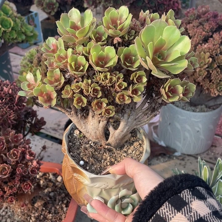 多肉葡萄和大白萝卜也能做啊吃