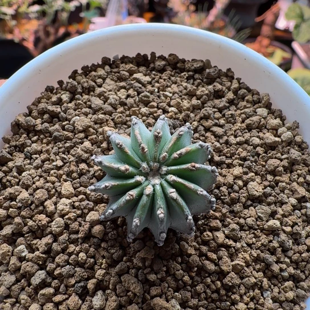 十***-实生花笼769 仙人掌