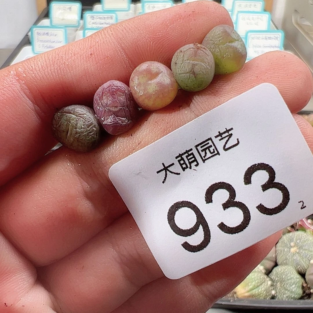 0000933无售后一物一拍……