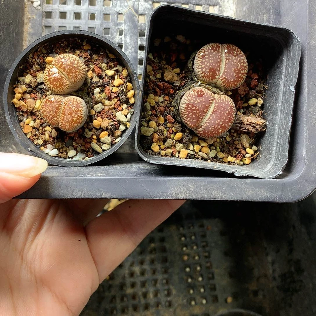 瓶**鱼G247多肉植物保护