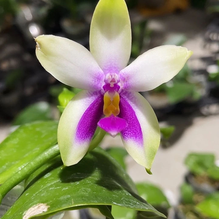 完全开放飞龙交熊王后109138 带花叶片微瑕