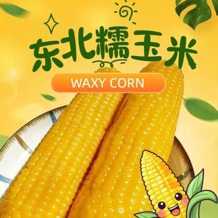 【科耀专属】万农鲜黄糯玉米300g*8支东北新鲜粗粮代餐粘苞米