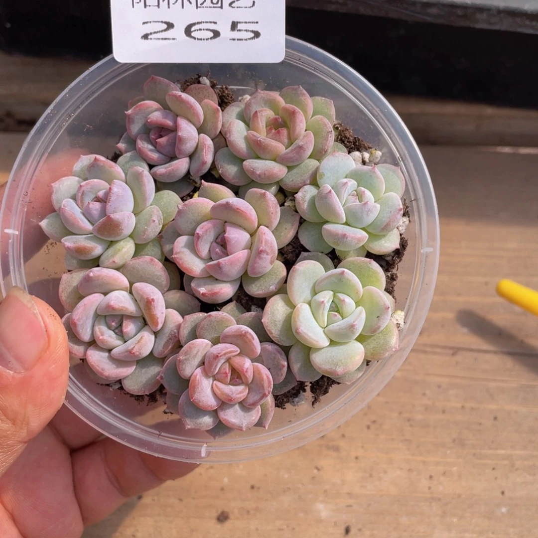 多肉植物多肉植物265