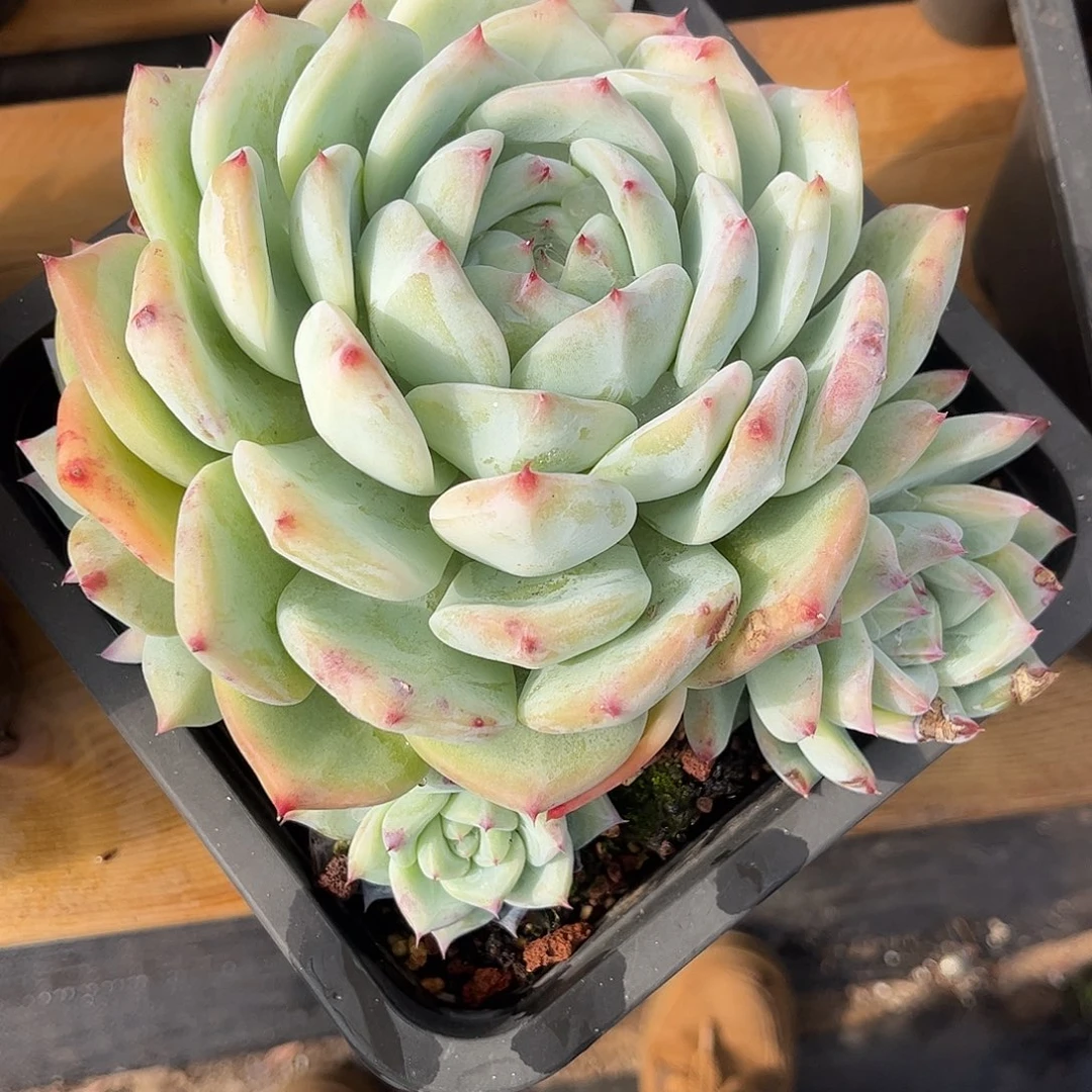 648白蜡糖。