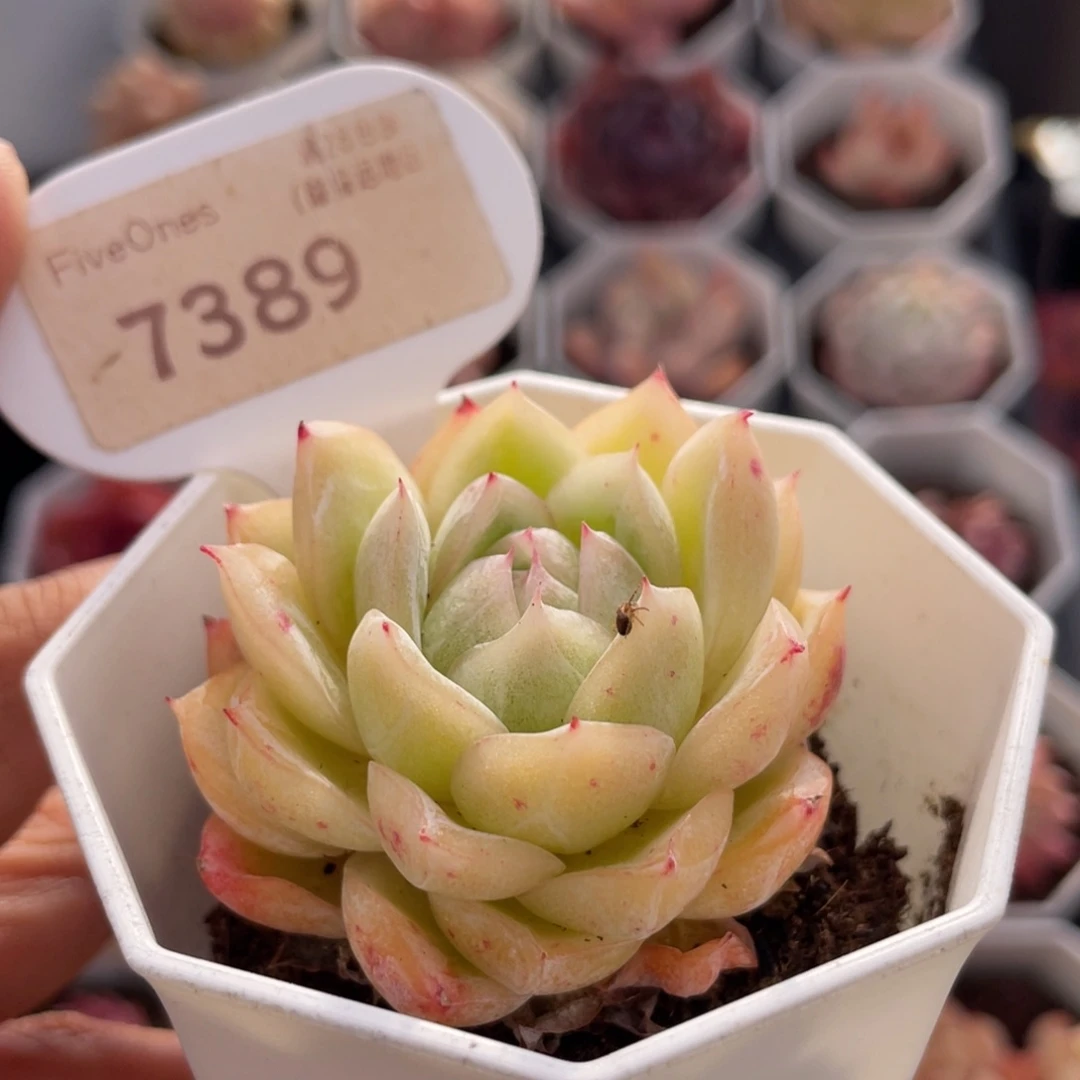 玉玲珑7389-5.0厘米