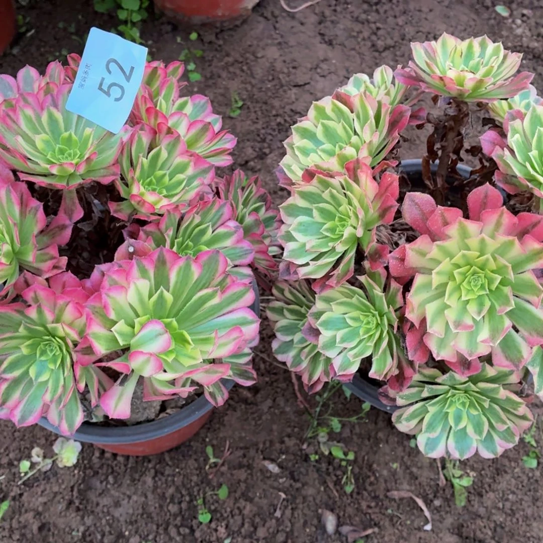 52号祝融一物一拍