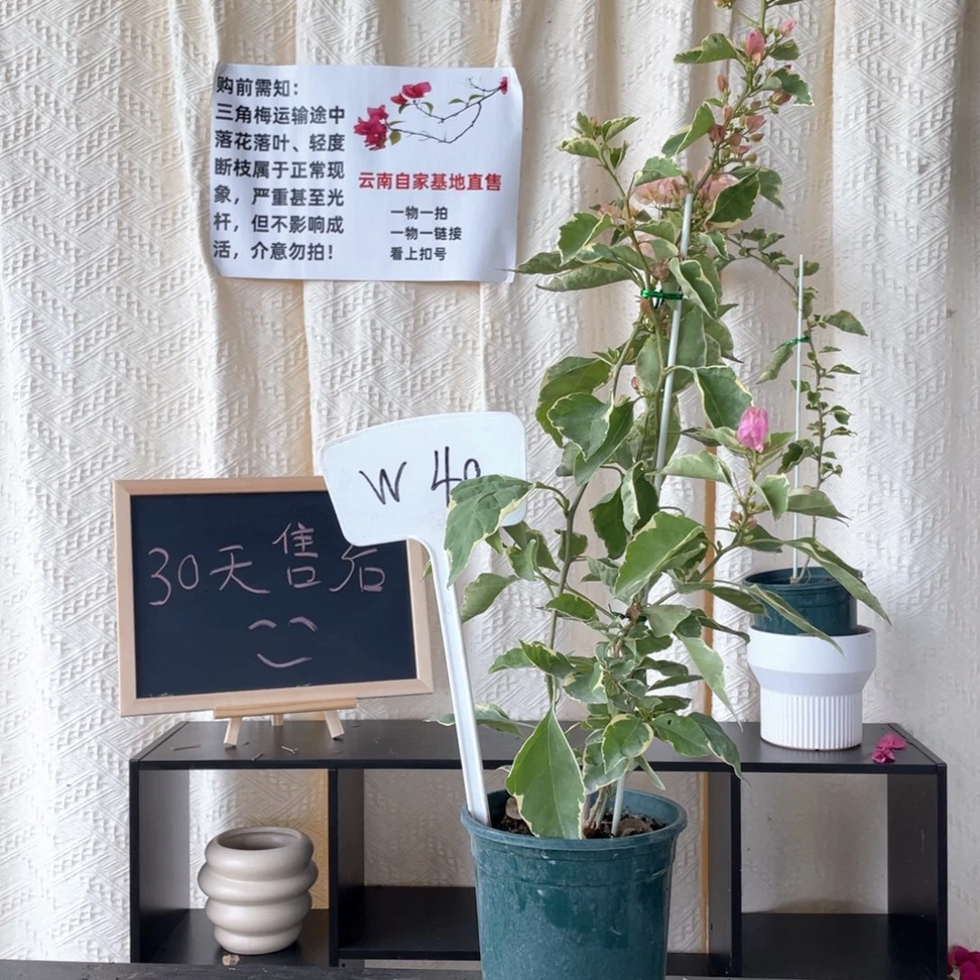 用***4大量花朵（建议范围：8朵-15朵 或40%以上）小斑叶丽人W40
