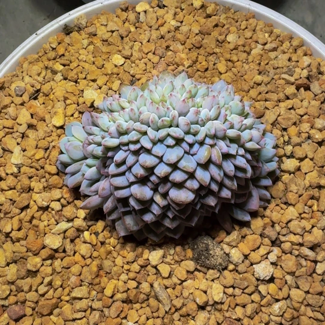 星星橙 缀化 一物一拍