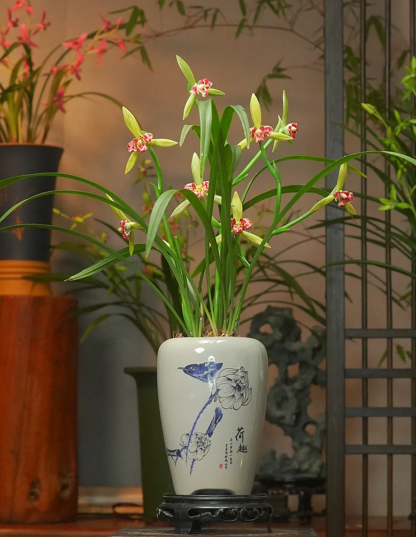 建兰铭品【庄周梦蝶】 带陶瓷盆 幽香兰花 室内外好养易活