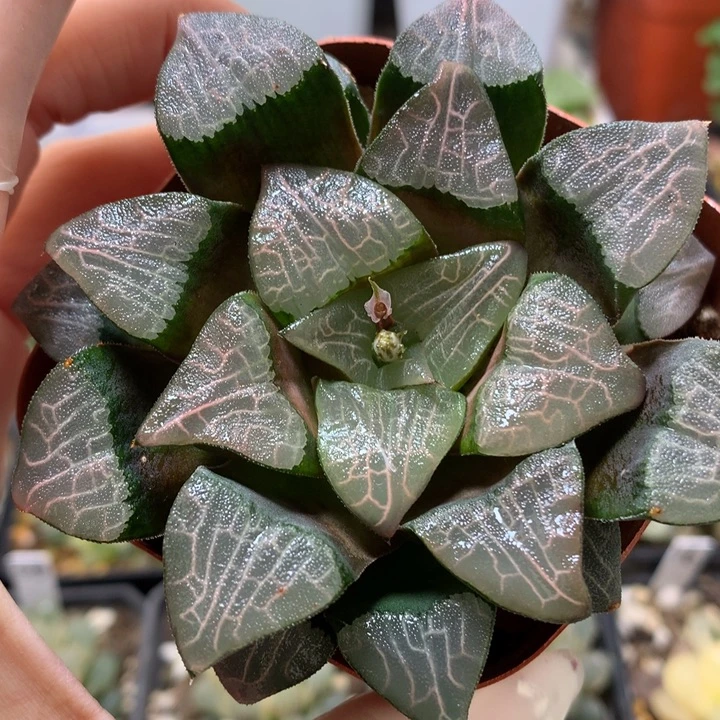 心型克带盆土发货