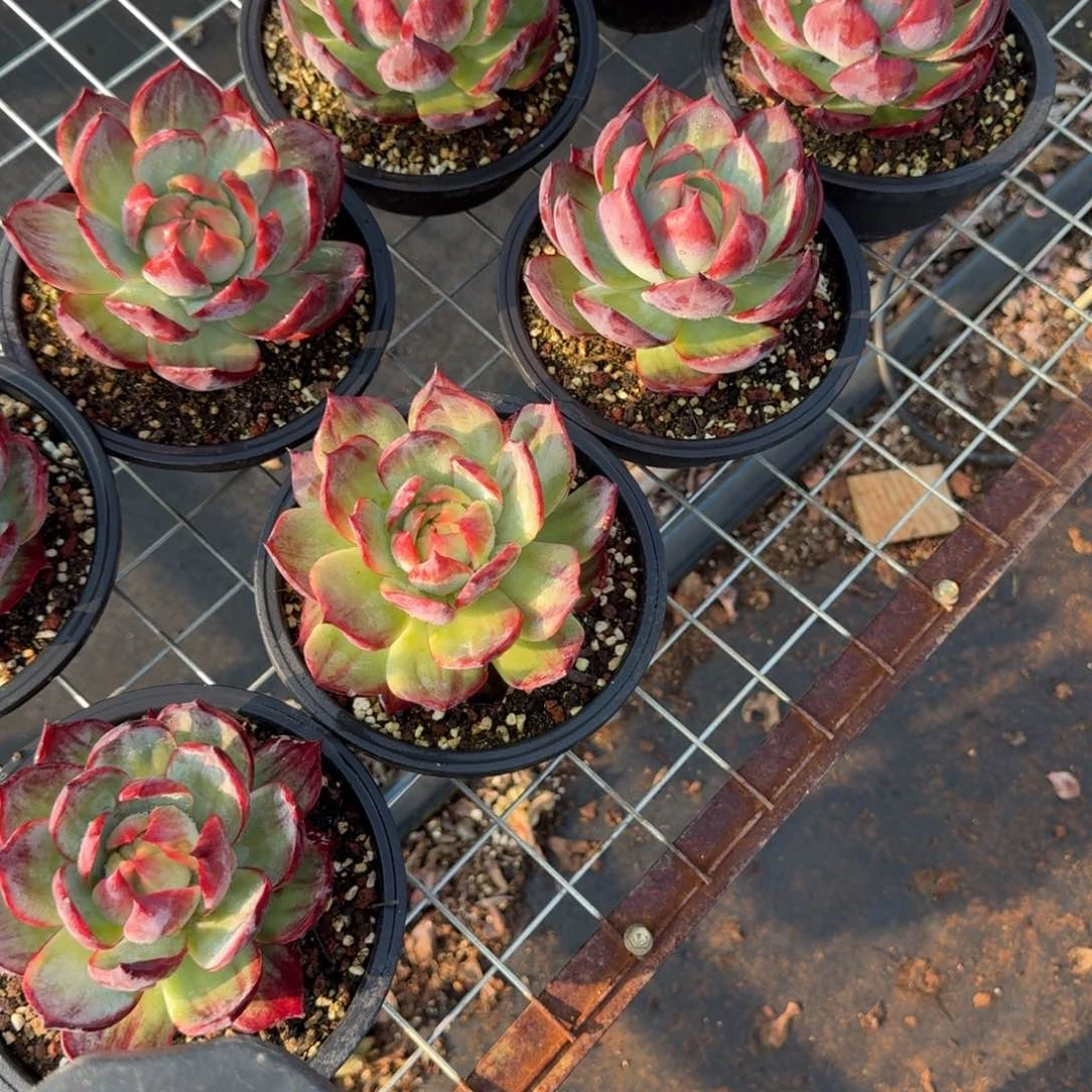 无花朵宽叶拉丝惊鸿仙子