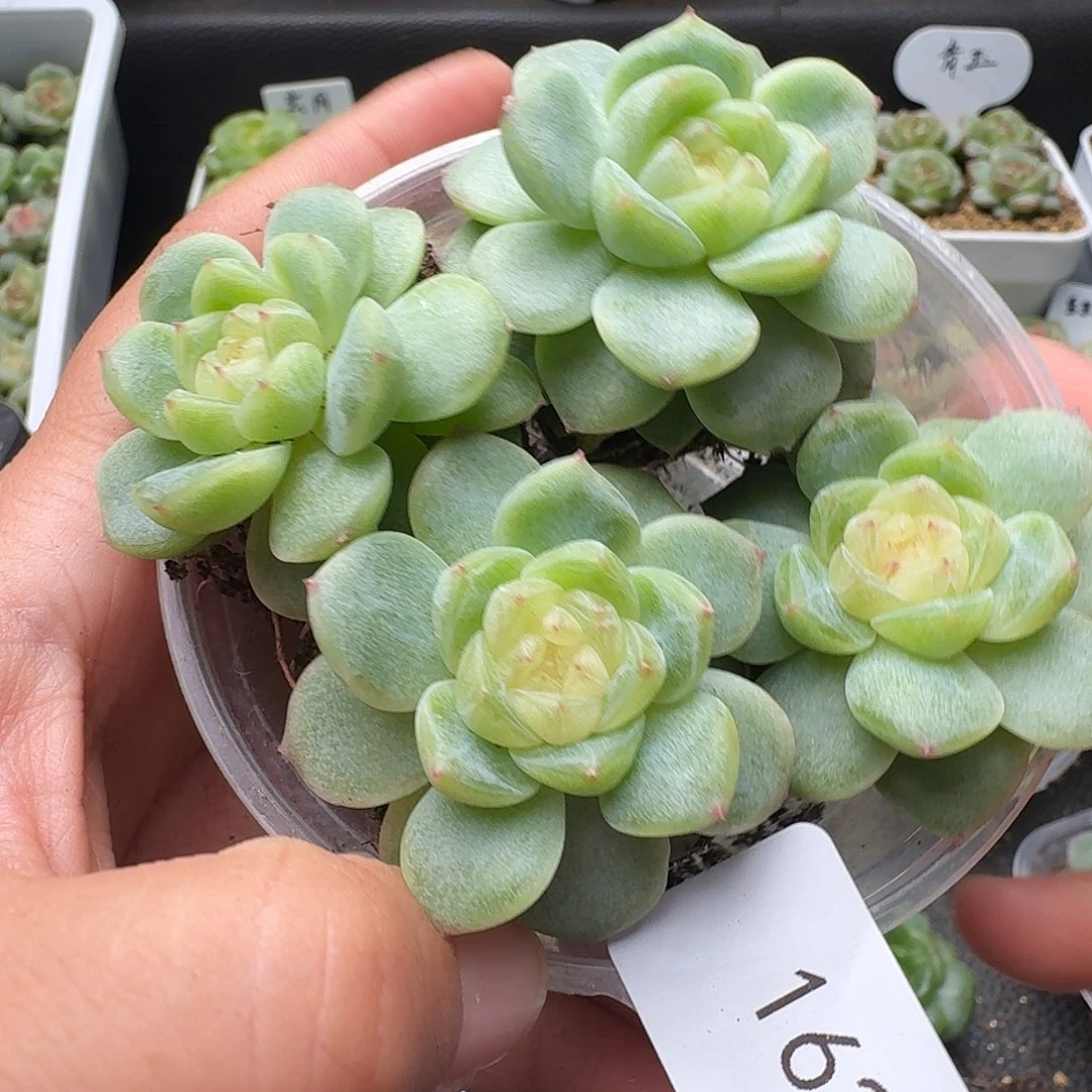 一物一拍一物一拍918-162