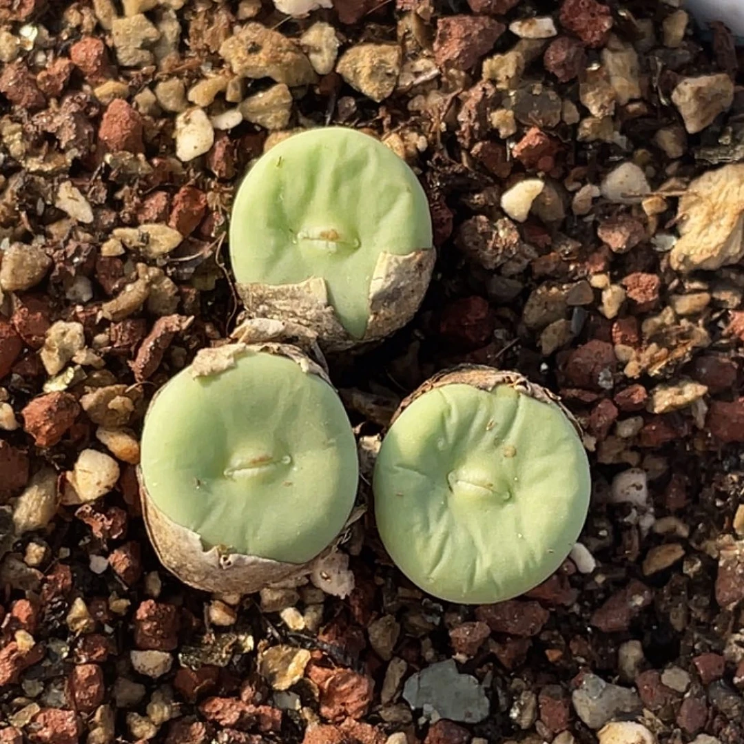 1-64嘴多肉植物肉锥