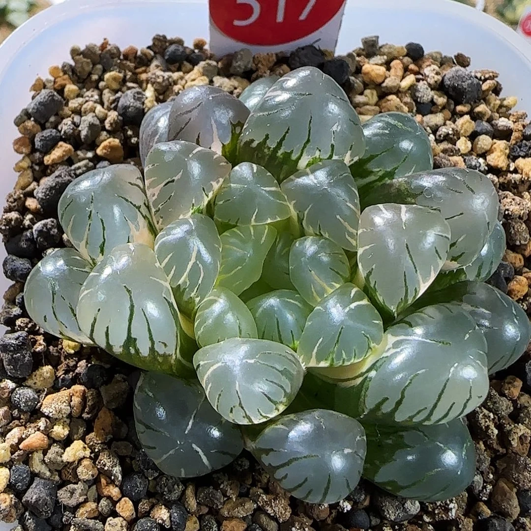 517号非组冰灯玉露锦5.8左右一物一拍带盆