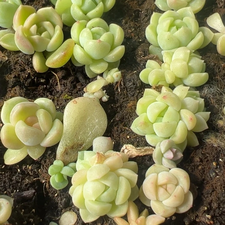 财富密码大的9.9四颗