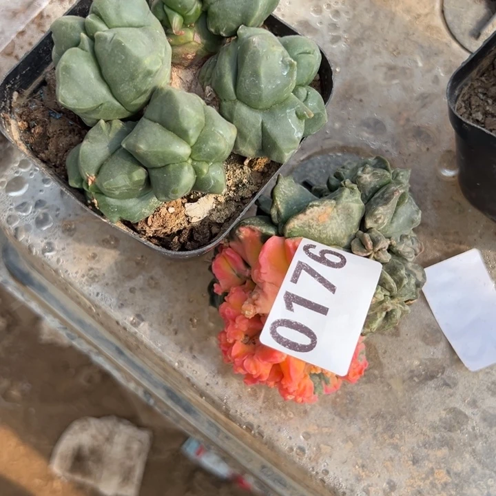 F****F两个石化鸾凤玉仙人球